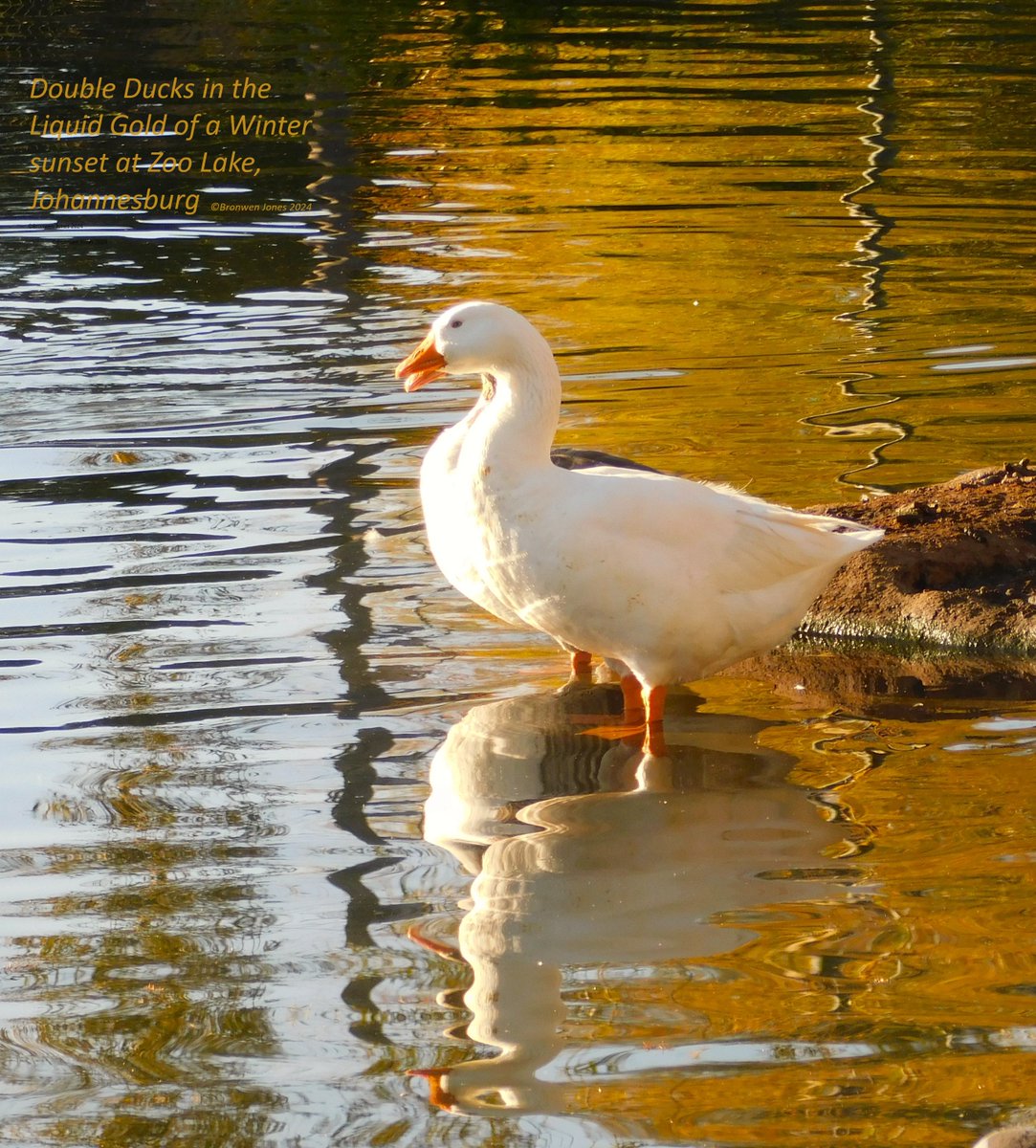 ChildrenOfFire's tweet photo. Double Ducks in the liquid gold of a Winter sunset. #ZooLake #Johannesburg June 2024 @UlrichJvV https://t.co/SDDXY4KTks