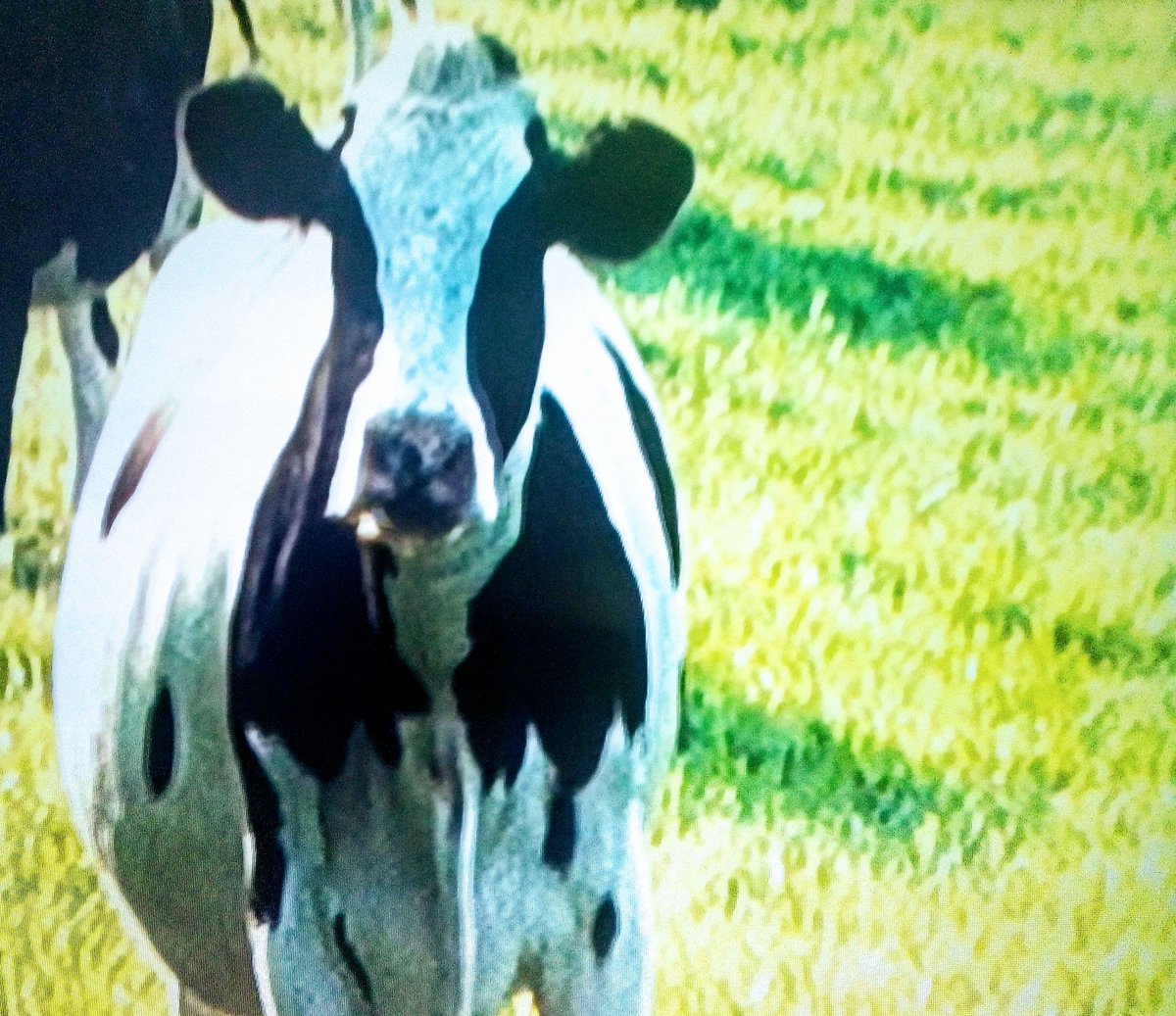 SANDRAMAKI71266's tweet photo. COW CAME TO SAY HELLO,.HOW PRETTY https://t.co/0DN9uNnMuX