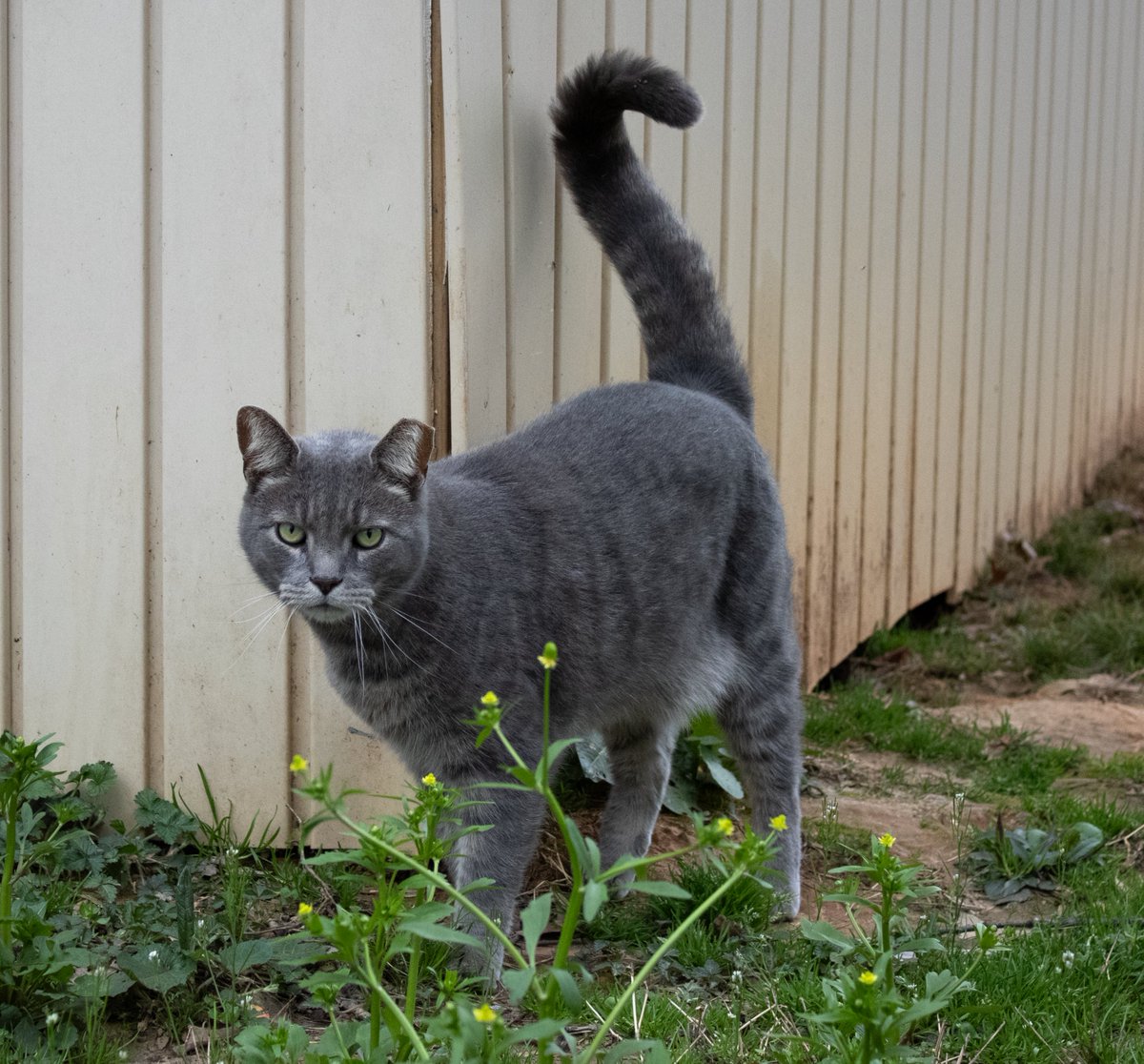 CASPCA's tweet photo. CASPCA is proud to announce a significant milestone achieved through its Community Cat Program. Since its inception in 2011, the program has led to a 46% reduction in feline stray intake. Read more at https://t.co/uwEquGRsBM https://t.co/ekQT1ACVzu