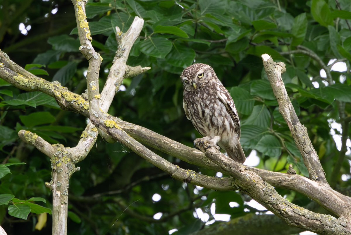 Rob_Wincup's tweet photo. Chance encounters with Spotted Flycatcher and Little Owl this week with @OrnieJoolz https://t.co/PPwpHxt6jy