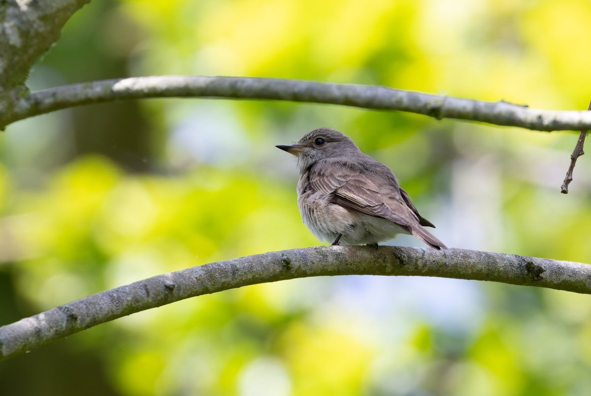 Rob_Wincup's tweet photo. Chance encounters with Spotted Flycatcher and Little Owl this week with @OrnieJoolz https://t.co/PPwpHxt6jy