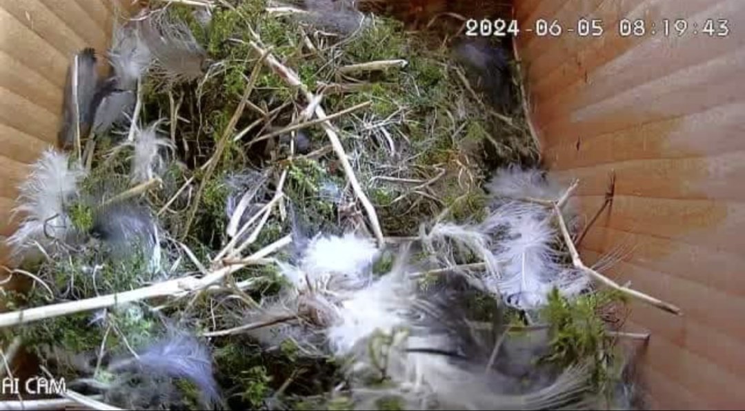 Bird Box Update

Such sad news! It looks like something tragic has happened and our nest has been abandoned.

There's been no activity or sign of parents. Well I guess that's nature and we can only keep trying!

Fly high little ones 🐦
@NewSilksAcademy
<a href="/extoltrust/">Extol Trust</a>
<a href="/RSPB_Learning/">RSPB Learning</a>