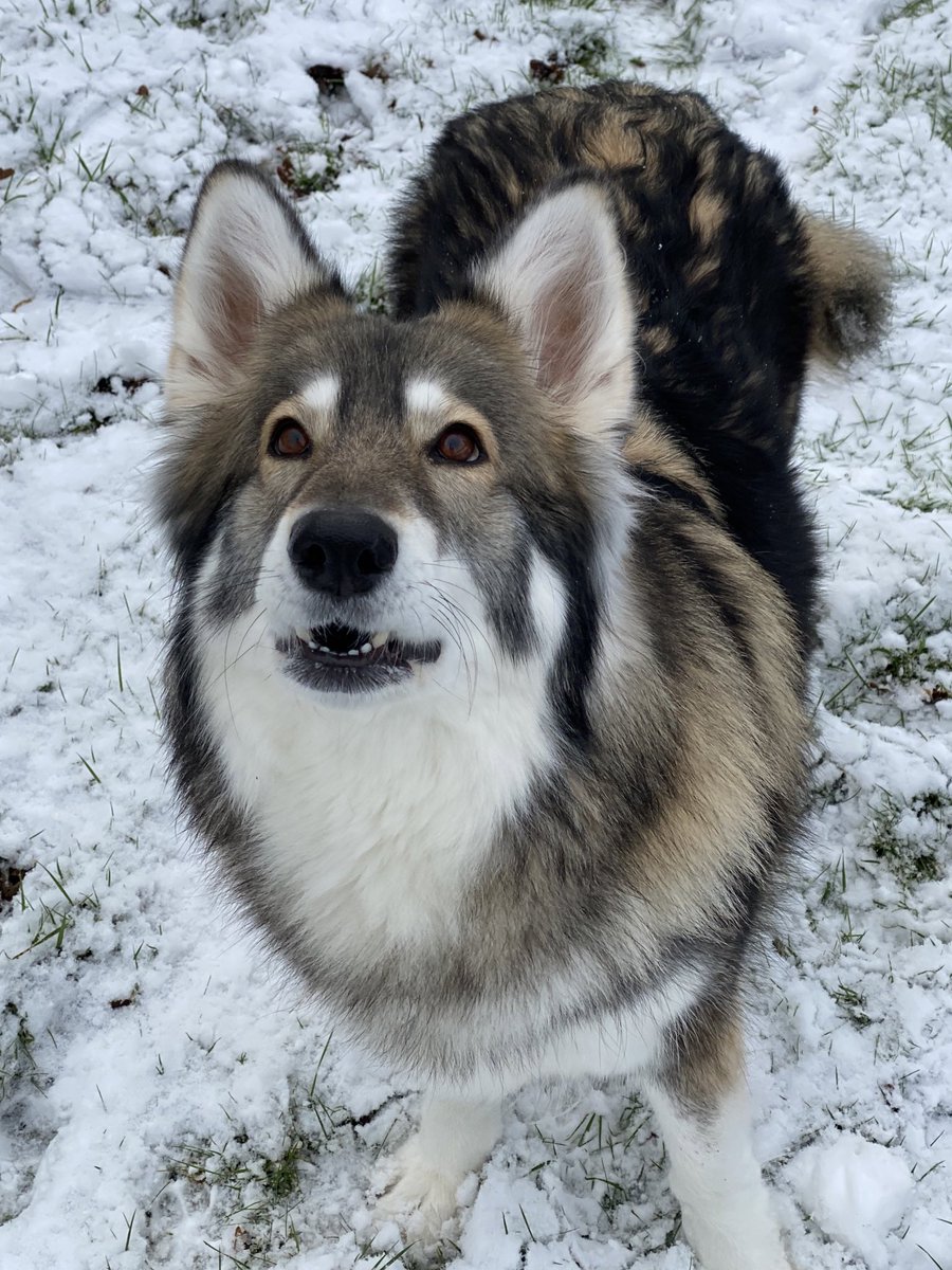 Angelikatosh 🇷🇺 tweet media