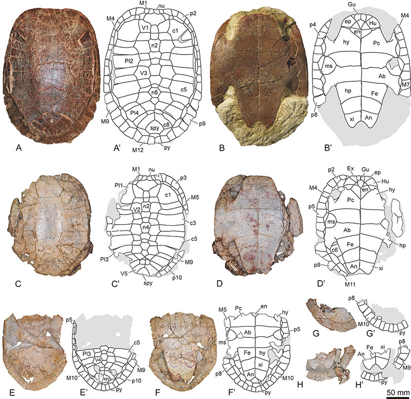 Palaeontologia Electronica tweet media