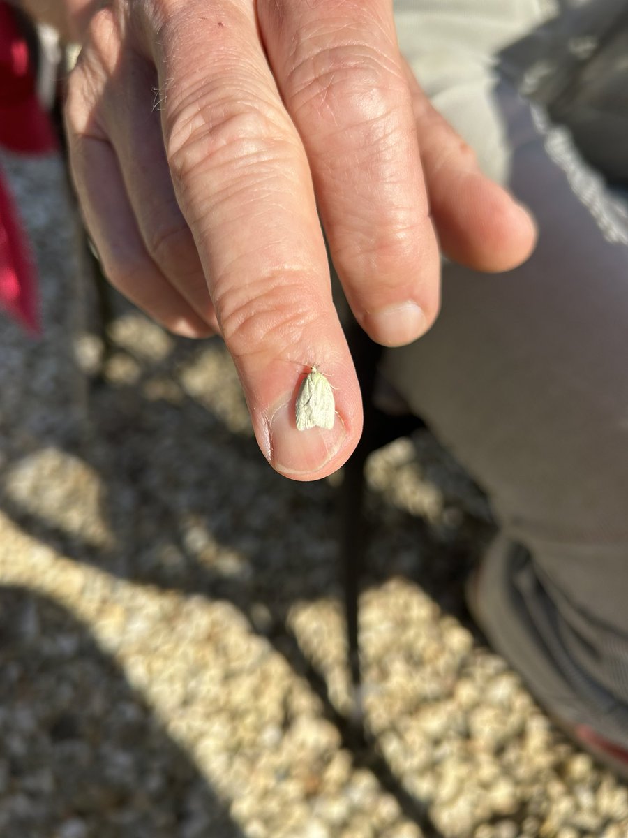 56190bjc's tweet photo. @davidgcarter7 @BC_Suffolk @savebutterflies Hello David - experiencing a huge number of little moths (flying during the day).  We have not noticed these previously.  Judith helped identify them as Green Oak Tortrix ( we have many oak trees in Brittany).  Is this an unusual year?  Could it be a result of v wet weather? https://t.co/ymvTltDSFu