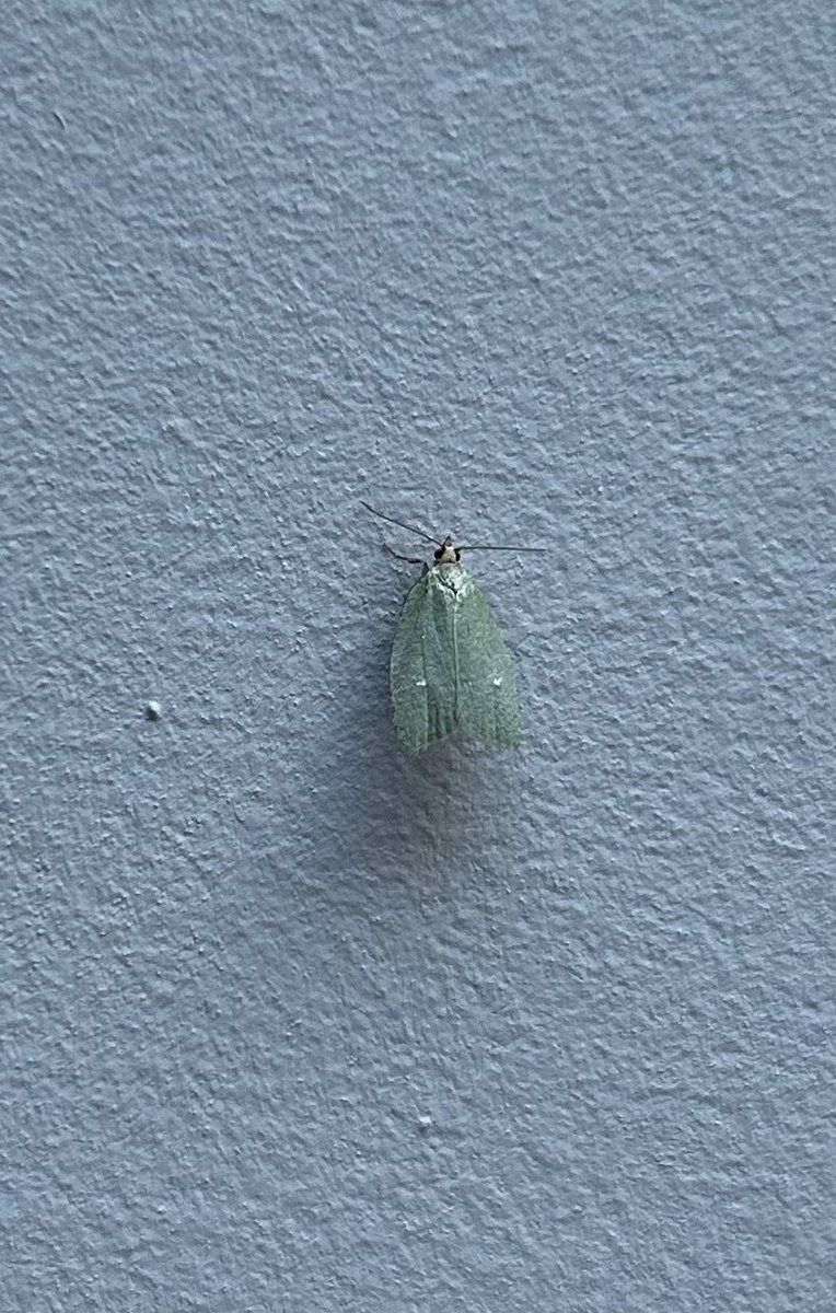 56190bjc's tweet photo. @davidgcarter7 @BC_Suffolk @savebutterflies Hello David - experiencing a huge number of little moths (flying during the day).  We have not noticed these previously.  Judith helped identify them as Green Oak Tortrix ( we have many oak trees in Brittany).  Is this an unusual year?  Could it be a result of v wet weather? https://t.co/ymvTltDSFu