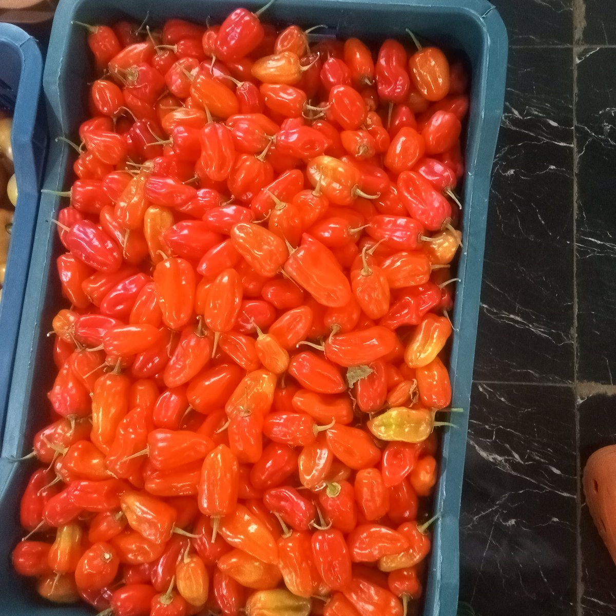 geeky_balo's tweet photo. I grow and sell pepper. Please patronize me. 
#3000 per kg. 

1kg is almost the same size as those 5litres custard bucket 

This basket is 15kg. https://t.co/Y0m2130UOt