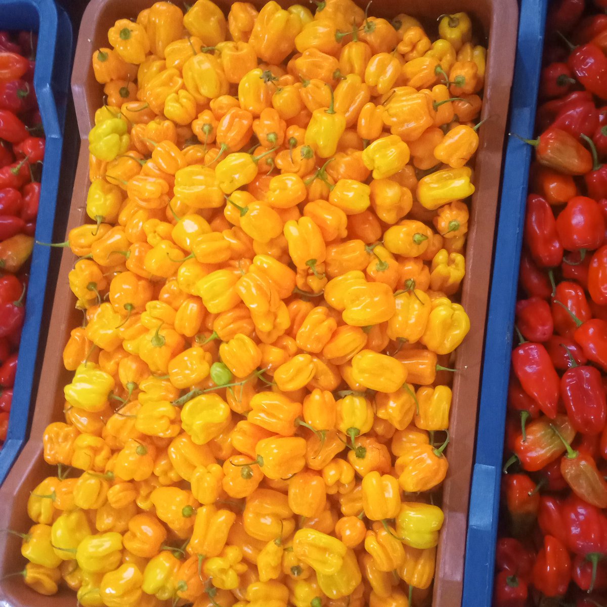 geeky_balo's tweet photo. I grow and sell pepper. Please patronize me. 
#3000 per kg. 

1kg is almost the same size as those 5litres custard bucket 

This basket is 15kg. https://t.co/Y0m2130UOt