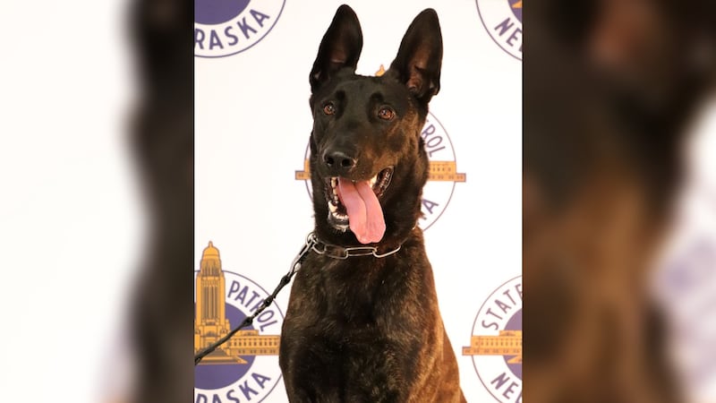 Now that the dust has settled on last week's manhunt for an armed subject who tried shooting  OPD officers and NSP troopers we want to say thanks to Fahn and his handler for helping to apprehend the suspect.  We are proud of you and your leading by example.  ACTA NON VERBA