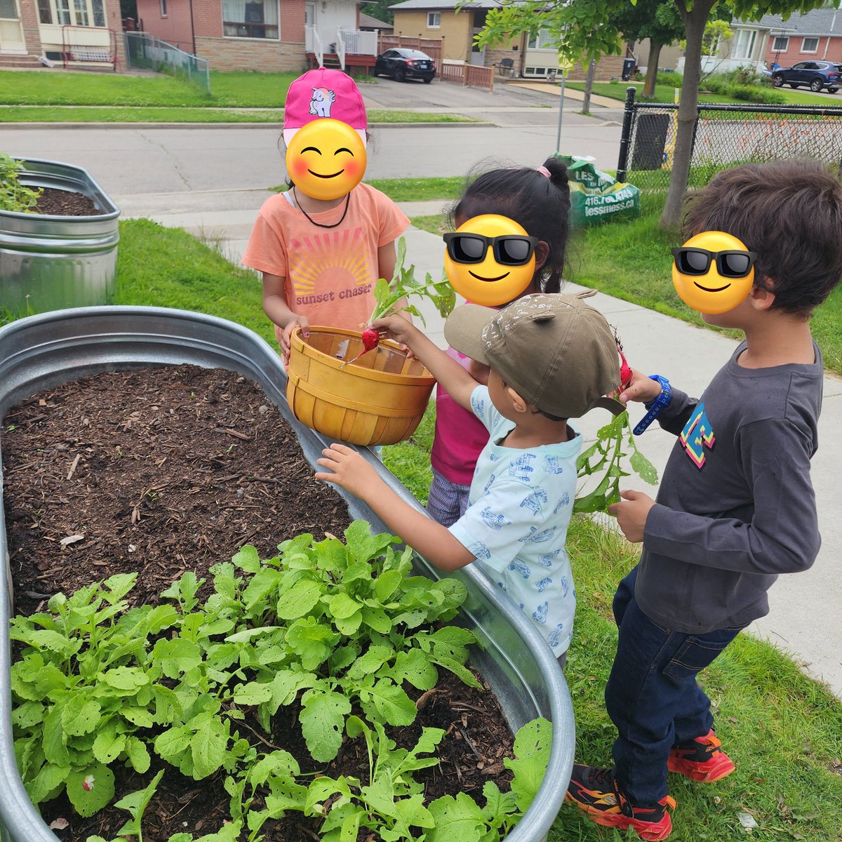 We spotted some radishes in our vegetable garden. It looks like some insects beat us and took some nibbles of the leaves. <a href="/claudy_araujo84/">Claudia Araujo</a> <a href="/BeaumondeBHJMS/">Beaumonde Heights Junior Middle School</a> <a href="/EcoSchoolsCAN/">EcoSchools Canada</a>