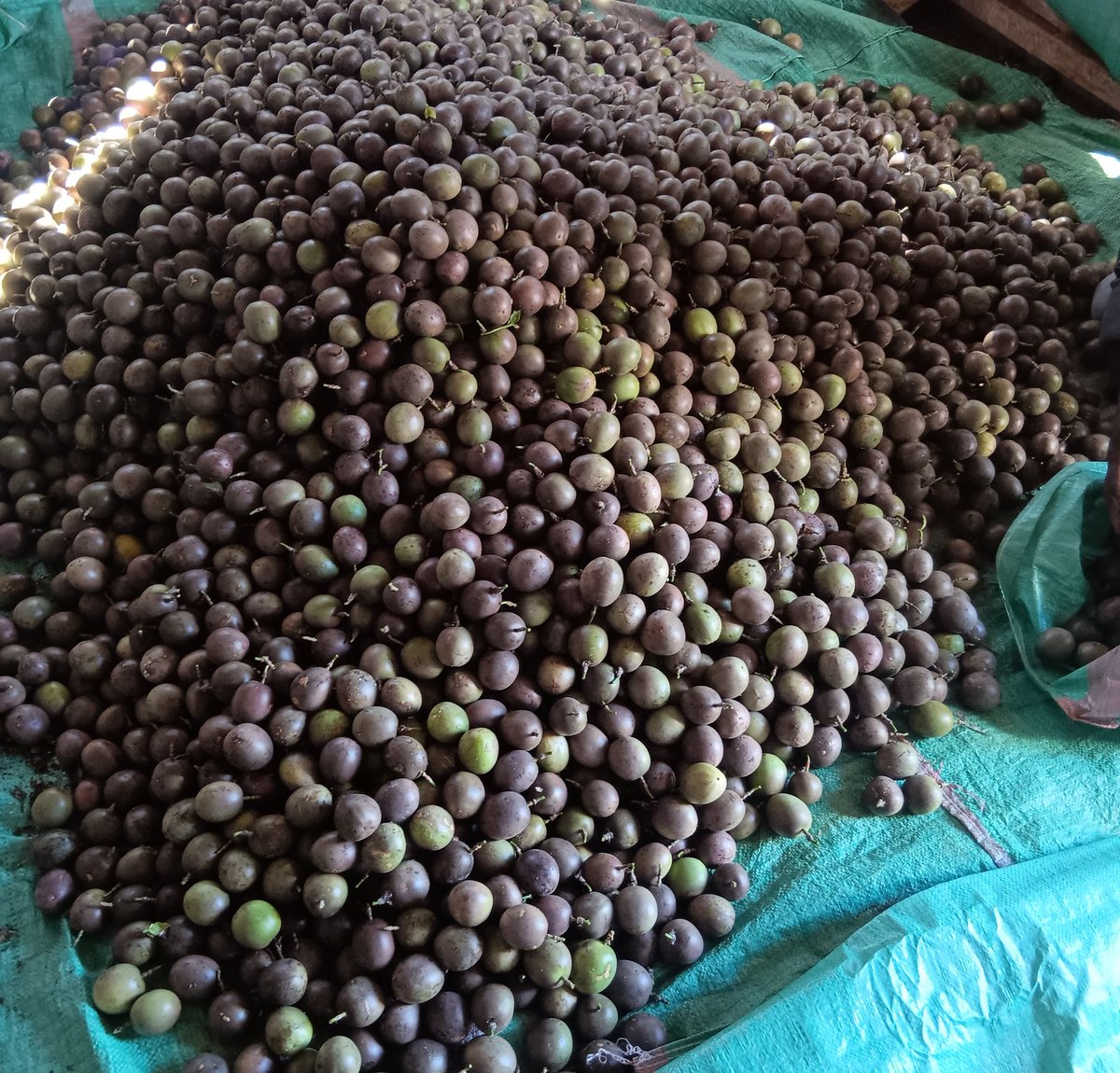 African Business 💚 
What they sell in our local stores is not what I produce in my farms.
Let's grow together.