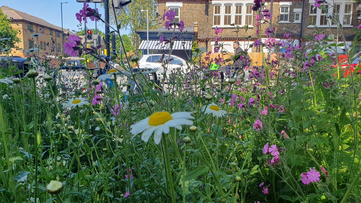 Join <a href="/BermondseyTrees/">Trees For Bermondsey</a> on a tour of some of their projects in South Bermondsey.
Saturday 15th June 2pm-4pm
Book a FREE place: slbi.org.uk/event/trees-fo…

#SLBI #treesforbermondsey #urbannature #greenspaceforall #encouragethebees #southwark #streettrees #wildflowers #biodiversity