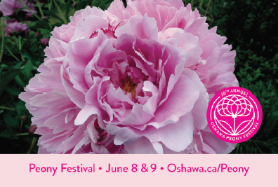 oshawacity's tweet photo. The photo 📷 event of the season is right around the corner! The 20th annual Peony Festival returns to Oshawa Valley Botanical Gardens (155 Arena St.) this weekend (June 8 &amp; 9).

🌸 Learn more https://t.co/JqgwJolBdb
#Oshawa100 #OshEvents #CultureCountsOsh https://t.co/wEqrgHTeYL