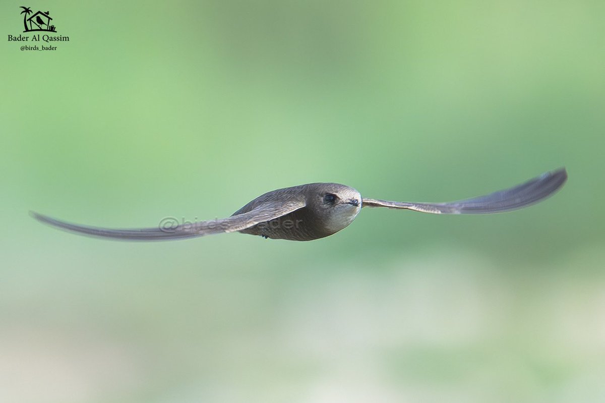Birds_bader's tweet image. الحالة : مهاجر 
الموقع : الرياض 

السمامة الباهتة
Pallid Swift
Apus pallidus

#السعودية #طيور_السعودية  #PallidSwift
#birds #تصويري #saudi_birds #طيور #هشتاق_السعودية #Apuspallidus 

حسابي لرصد الطيور @Birds_bader2