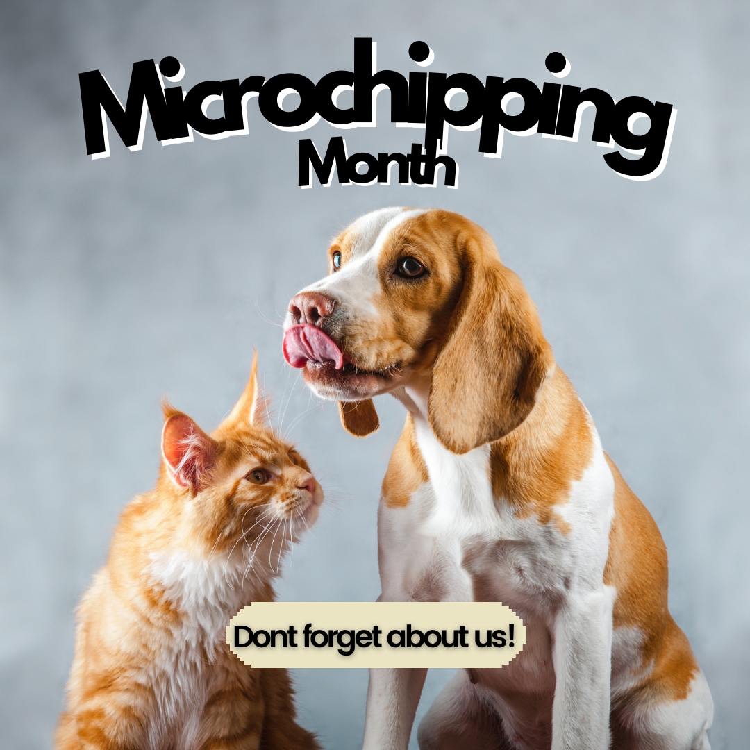 Protect your pet for life during Microchipping Month! 🛡️ Don't wait until it's too late – microchip your pet today.

#AudubonVeterinaryHospital #SaintFrancisville #AnimalHospital #Veterinarian #MicrochippingForPets #EquineServices #DentalCareForPets #PetSurgery