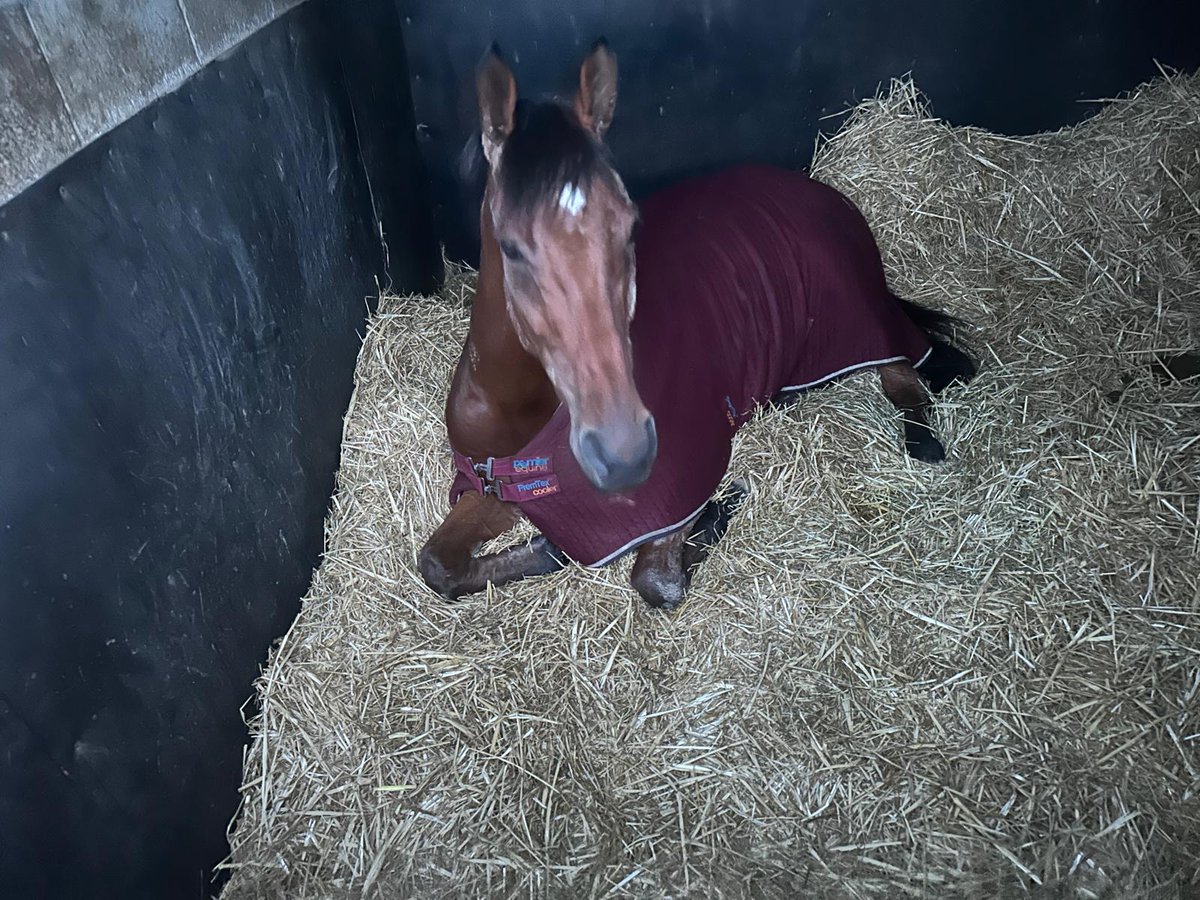 beaubai's tweet photo. Less than six months away from his 13th birthday, yard favourite Magic Dancer still loving life here at the Bell House as he enjoys a bit of well earned downtime ๐ฉ ๐ช #magic #MagicDancer #goldenoldie #yardfavourite #teamwork #winners #Herefordshire https://t.co/fzXQIuaCA2