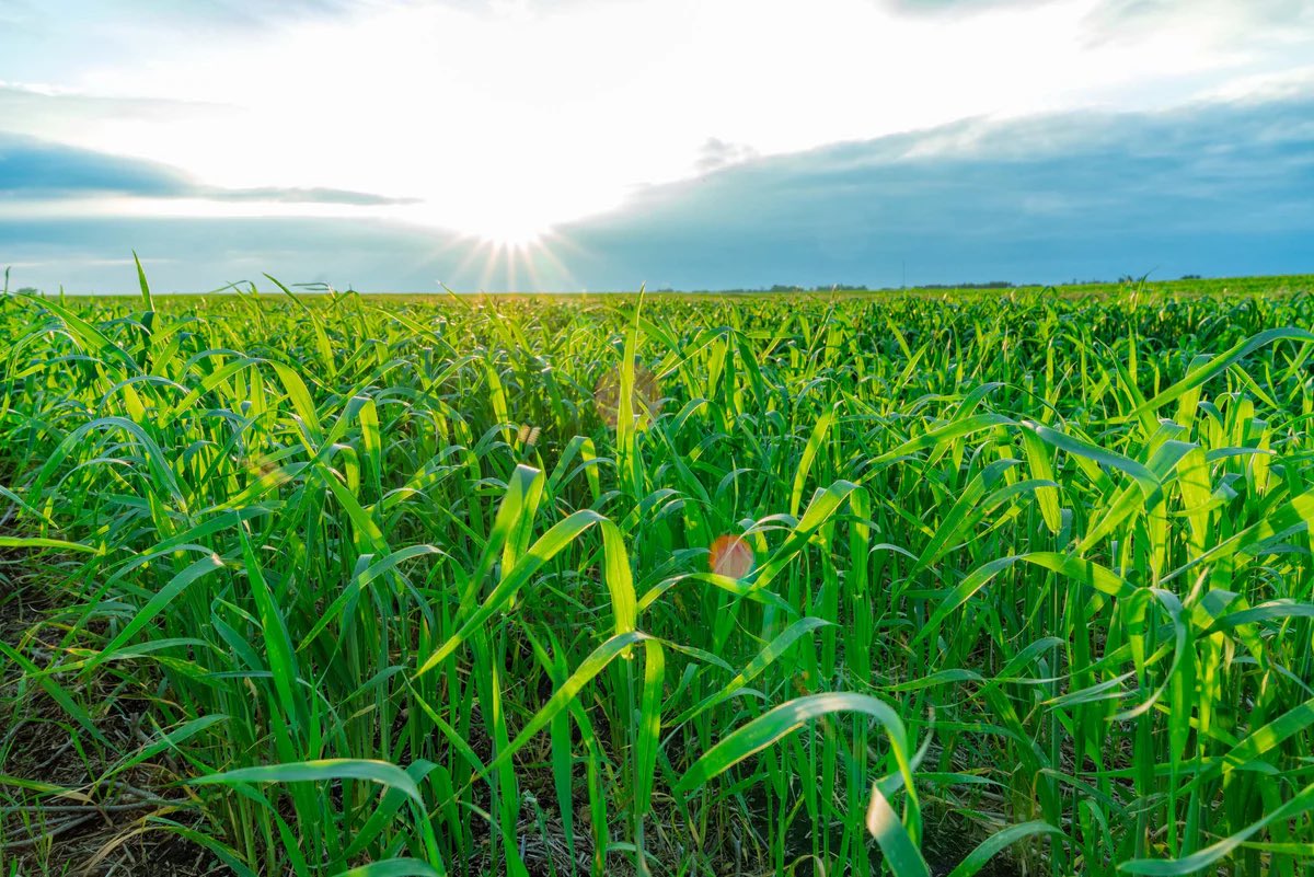 How Hamill Farms and Red Shed Malting are pushing the industry forward ⭐️ 

Exceptional whisky starts before the distillery, and even before the farmer. The barley value chain, as it relates to distilling, is comprised of….

Read more on our blog ⬇️

redshedmalting.ca/blogs/blog/pus…