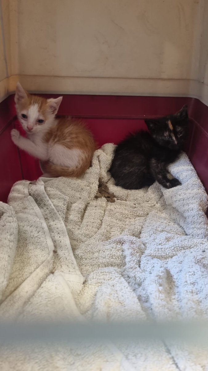 2LIAA1's tweet photo. 🆘Estos gatitos necesitan acogida lo antes posible. Están en #Manresa, #Barcelona. Si puedes ayudar, responde a esta publicación para darte el contacto!!📲 https://t.co/v89VWRgypX