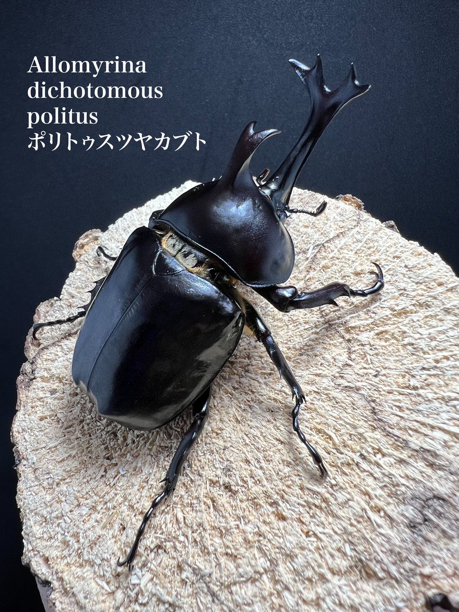beetle_z's tweet photo. https://t.co/JbXPIZl1U8