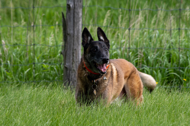 gbvsar's tweet photo. 🐾✨ Zappa’s Intensive 3-Day Workshop with Ottawa Valley SAR Dog Association!✨🐾
Led by the renowned instructor, Lisa Higgins, a leader in the field of historic grave detection canines. 🐶🔍Special thanks to Rob Young for capturing these moments.   #GBVSAR #SARVAC #OSARVA https://t.co/EfHkdbpTm5