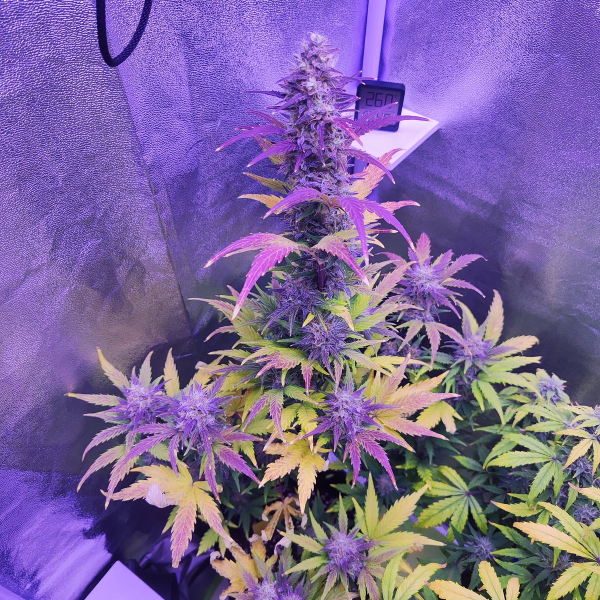 DullyMcSack's tweet photo. @royalqueenseeds https://t.co/zH4QYdk1Eh