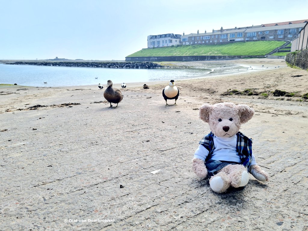 ttteddybear's tweet photo. #eiderducks my new #seahouses friends in #northumberland https://t.co/lah0OH1WUR