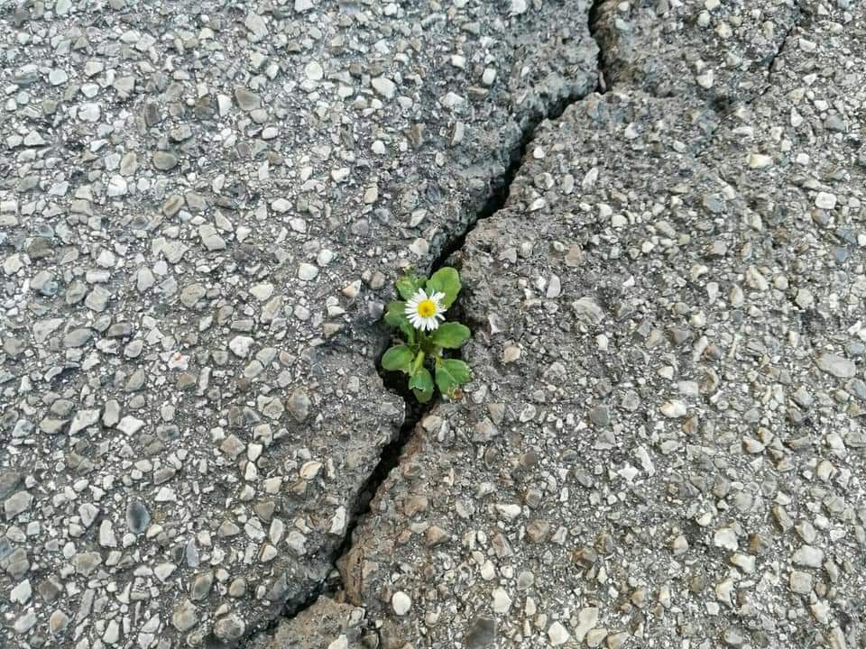 callmevns's tweet photo. bloom in the hardest time 🤍🌼 https://t.co/R0aAEZE1T5