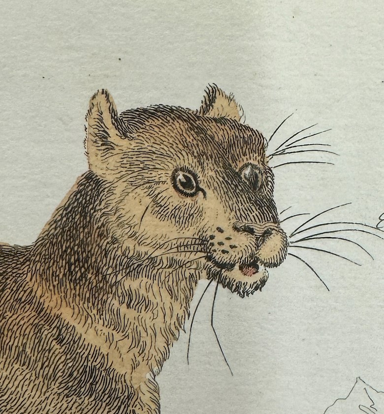 National Museums Scotland Library tweet media