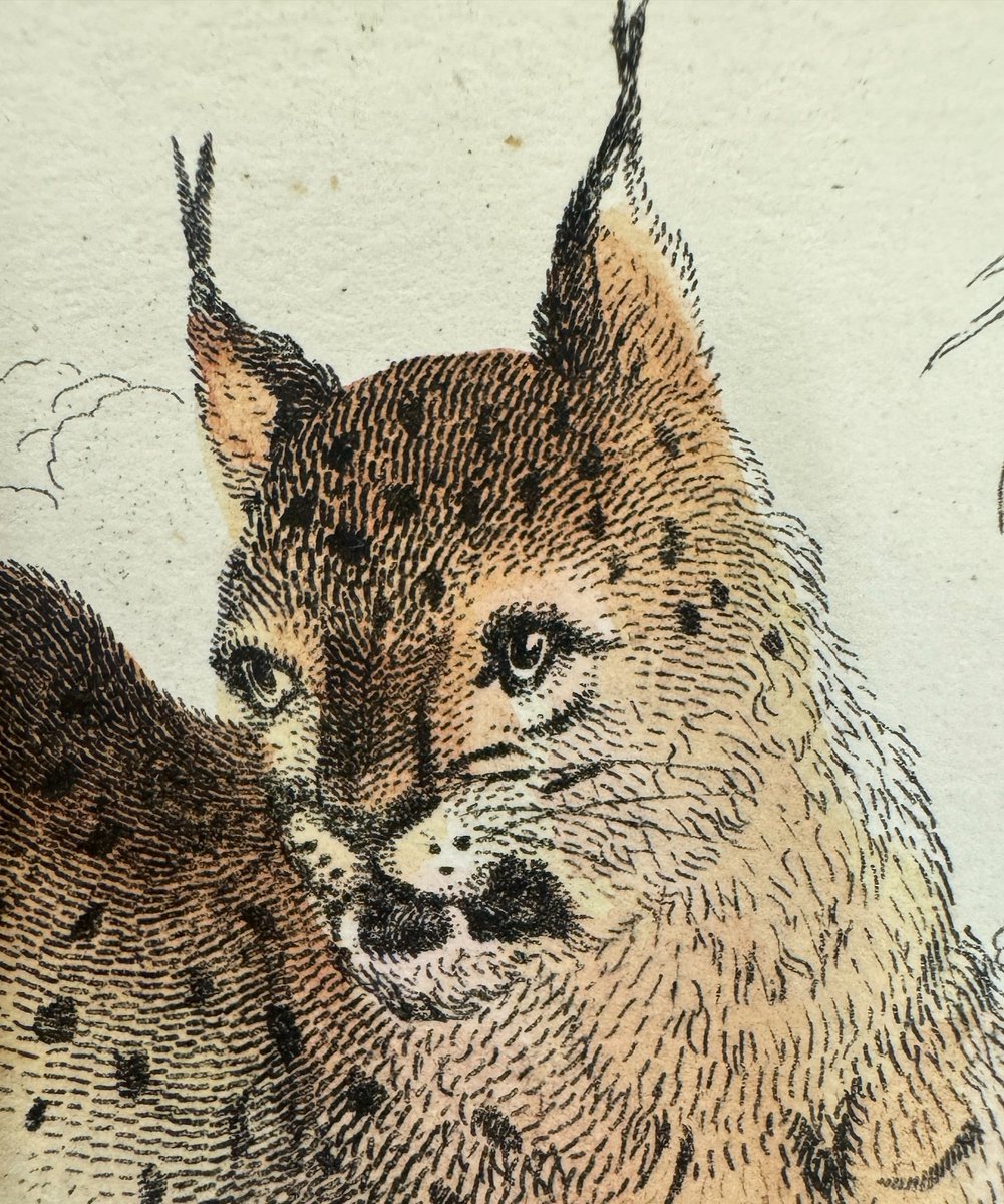 National Museums Scotland Library tweet media