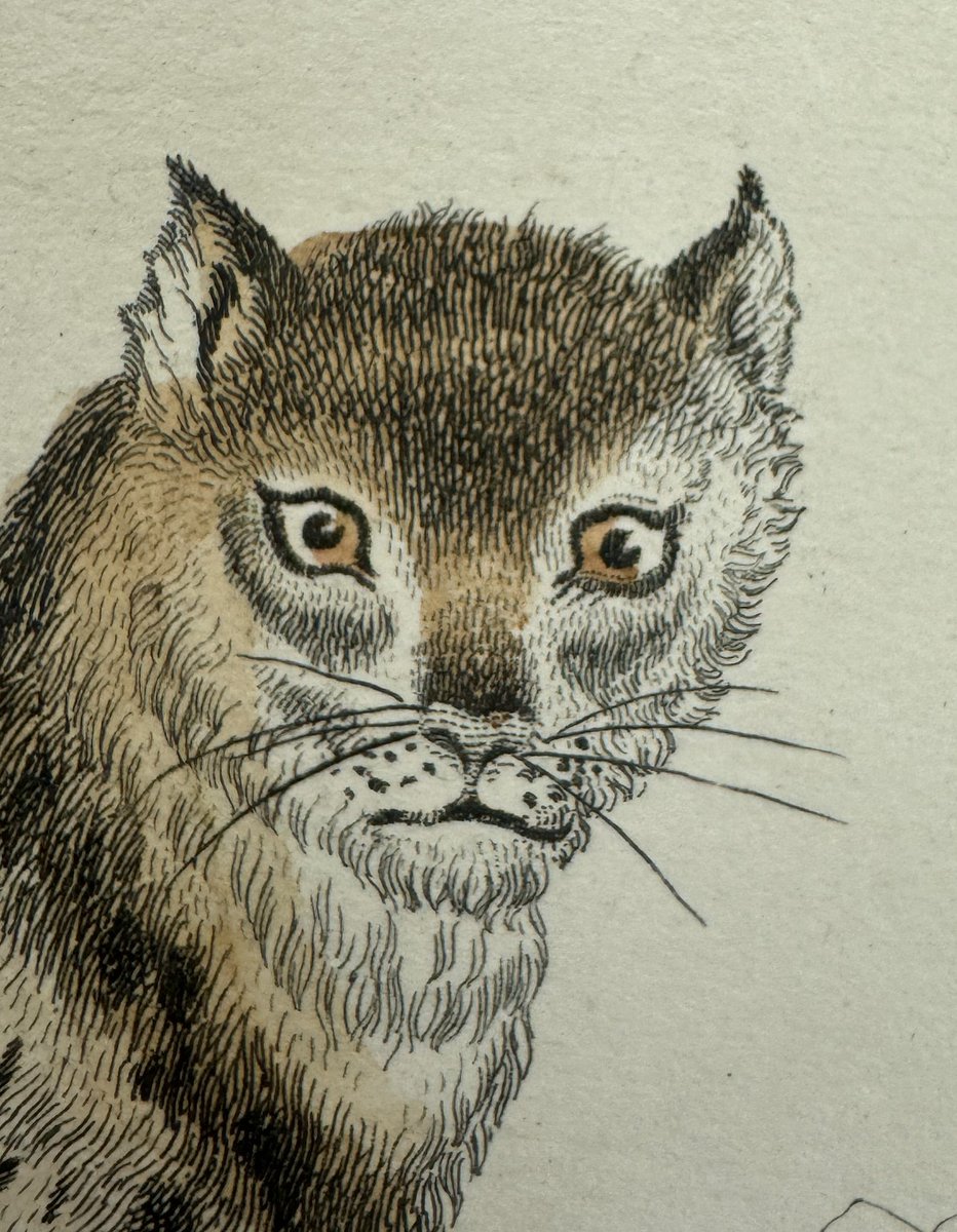 National Museums Scotland Library tweet media