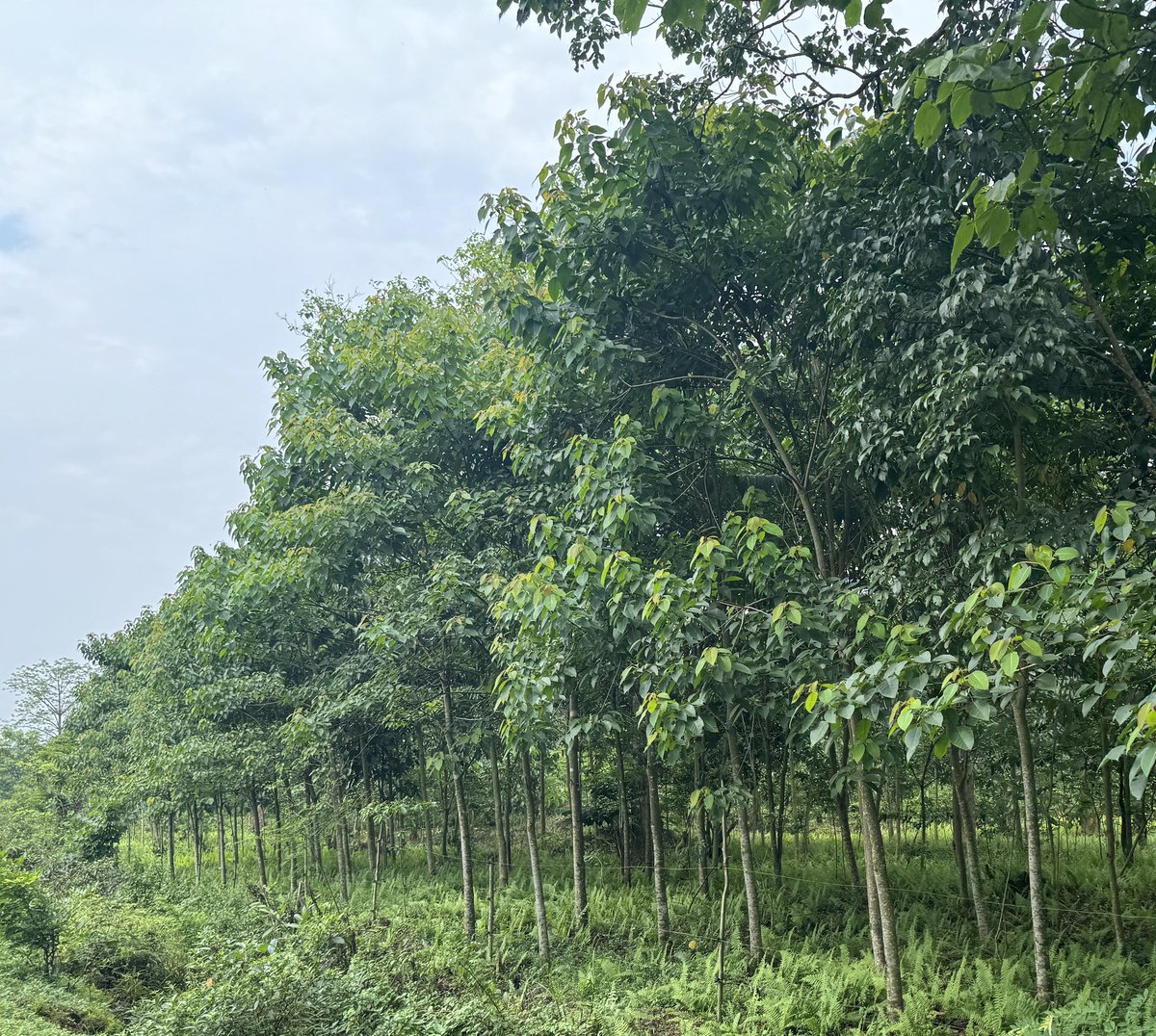 DFO_Digboi's tweet photo. Taking care of planted seedlings is as important as planting new seedlings. Selleng and Gonsoroi seedlings planted in June 2022 clicked today. @assamforest #WorldEnvironmentDay‌ https://t.co/dPwrczwts5