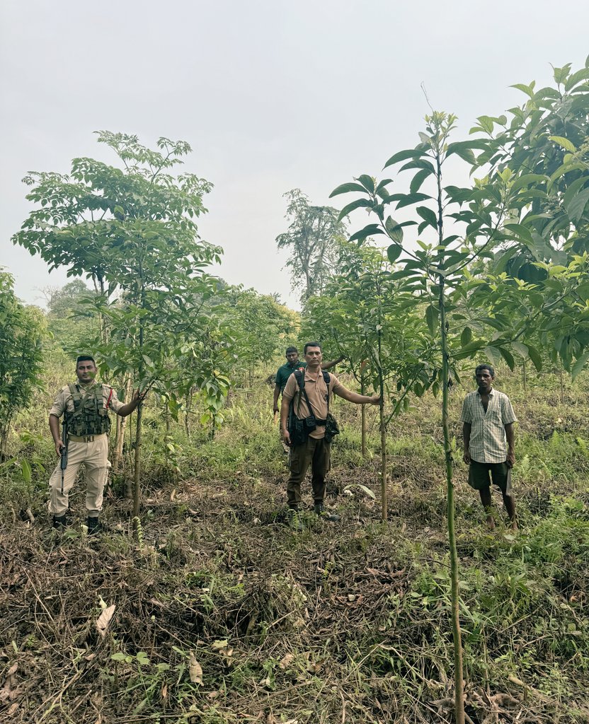 DFO_Digboi's tweet photo. Taking care of planted seedlings is as important as planting new seedlings. Selleng and Gonsoroi seedlings planted in June 2022 clicked today. @assamforest #WorldEnvironmentDay‌ https://t.co/dPwrczwts5