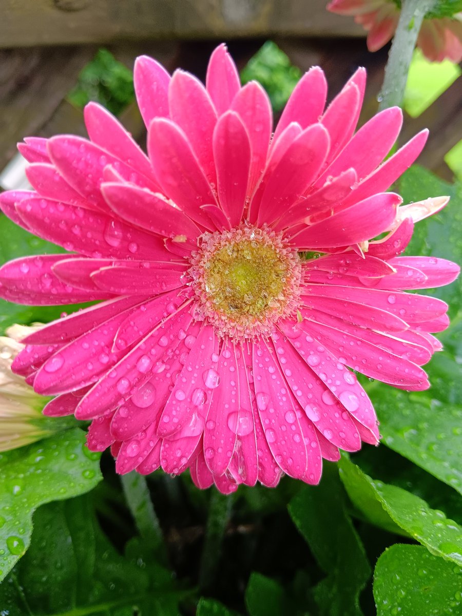 Mybears2's tweet photo. Y'all have a pretty in pink kinda day ππΌββοΈπ©·
#GerberDaisy #LoveMyFlowers
#DoubleBloom π https://t.co/ifmE51RrIl