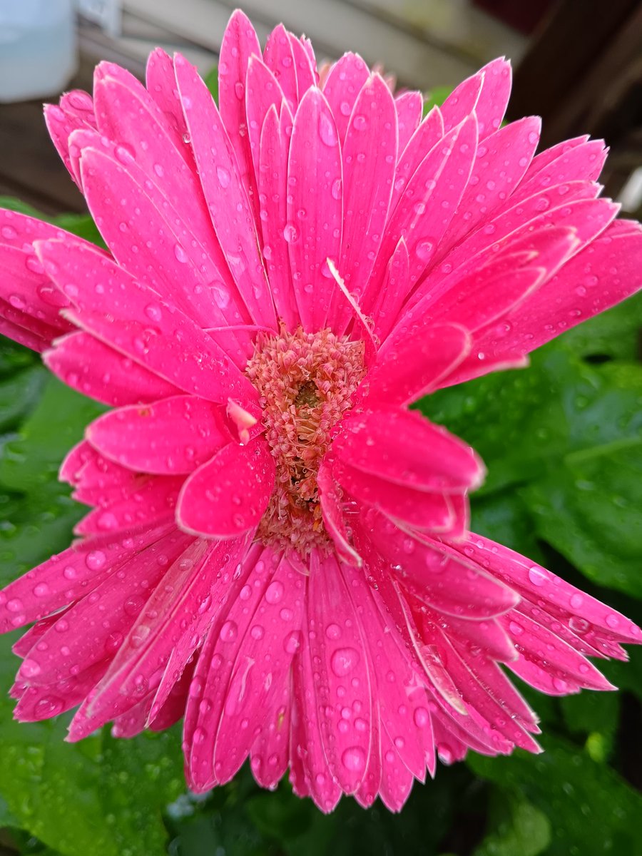 Mybears2's tweet photo. Y'all have a pretty in pink kinda day ππΌββοΈπ©·
#GerberDaisy #LoveMyFlowers
#DoubleBloom π https://t.co/ifmE51RrIl