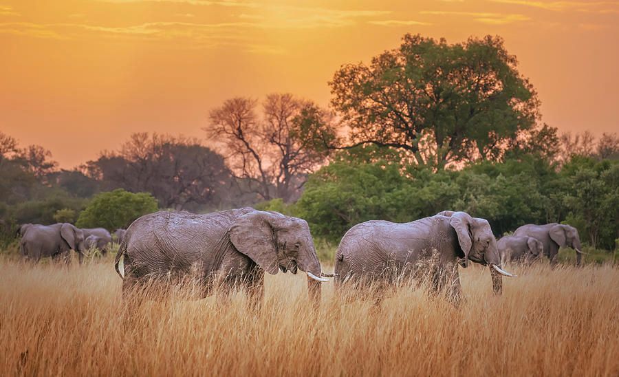 joancarroll's tweet photo. Elephant Herd at Sunset Botswana Africa! https://t.co/um5ZM1xB3h #elephants #herd #africa #africansunset #colorfulsunset #AYearForArt #BuyIntoArt #giftideas @joancarroll https://t.co/XvEcjOLcwF