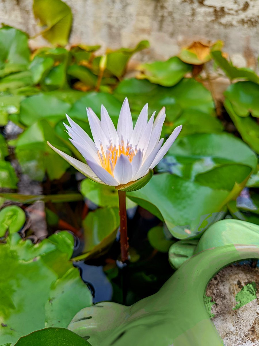 MangeshCS's tweet photo. @oneplus Participating contest with this pic clicked with OnePlus Nord 2 https://t.co/vXntjRaubX