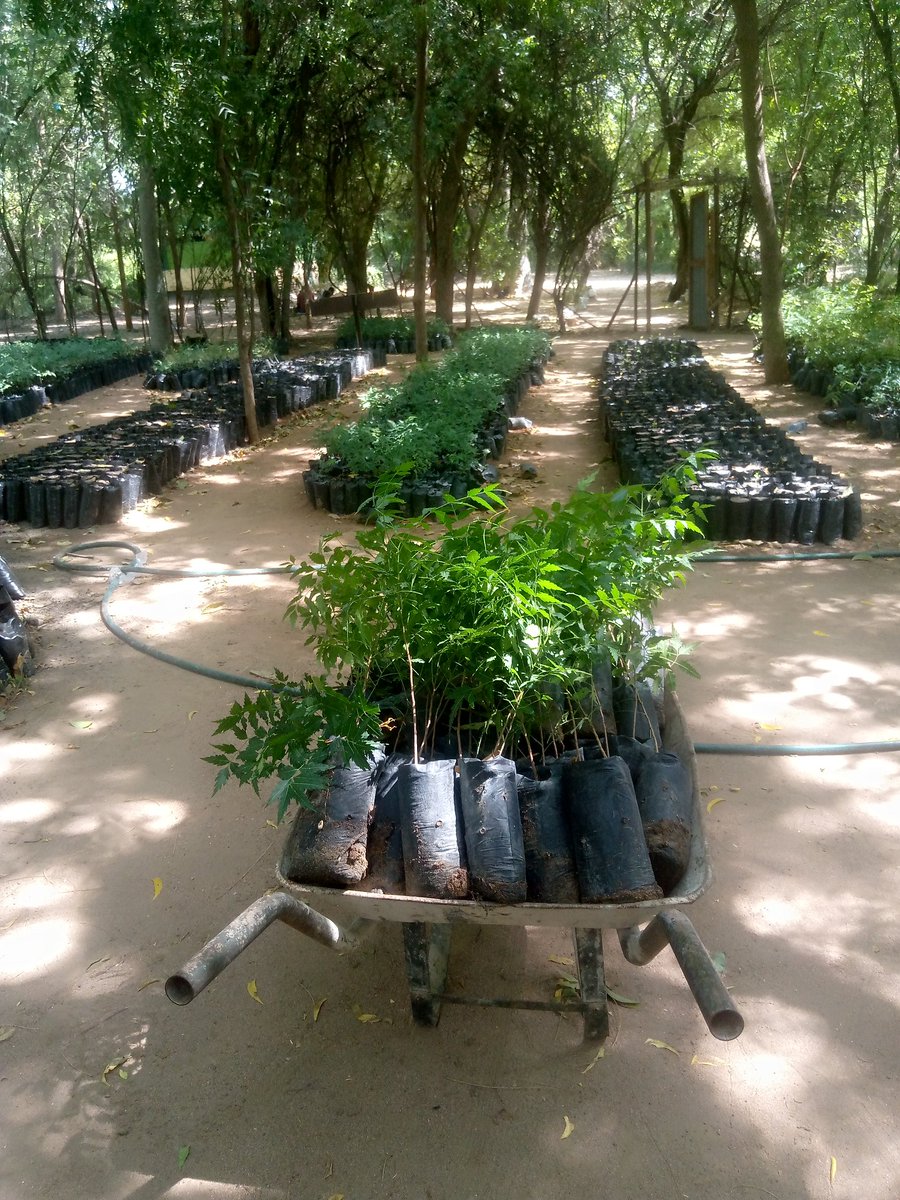 WindleKe_Som's tweet photo. Go Green, plant more trees🌳
On #WorldEnvironmentDay‌ today,we unite with our students,teachers,partner agencies and local communities to protect and restore our planet through tree planting activities in our schools in #Dadaab

#ClimateAction https://t.co/4Yfjw8H9Ui