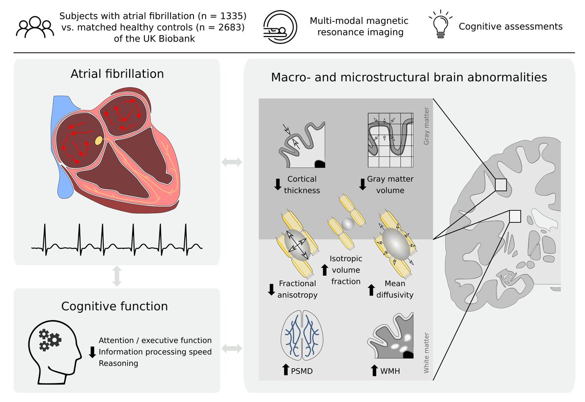 Clinical Stroke and Imaging Research tweet media