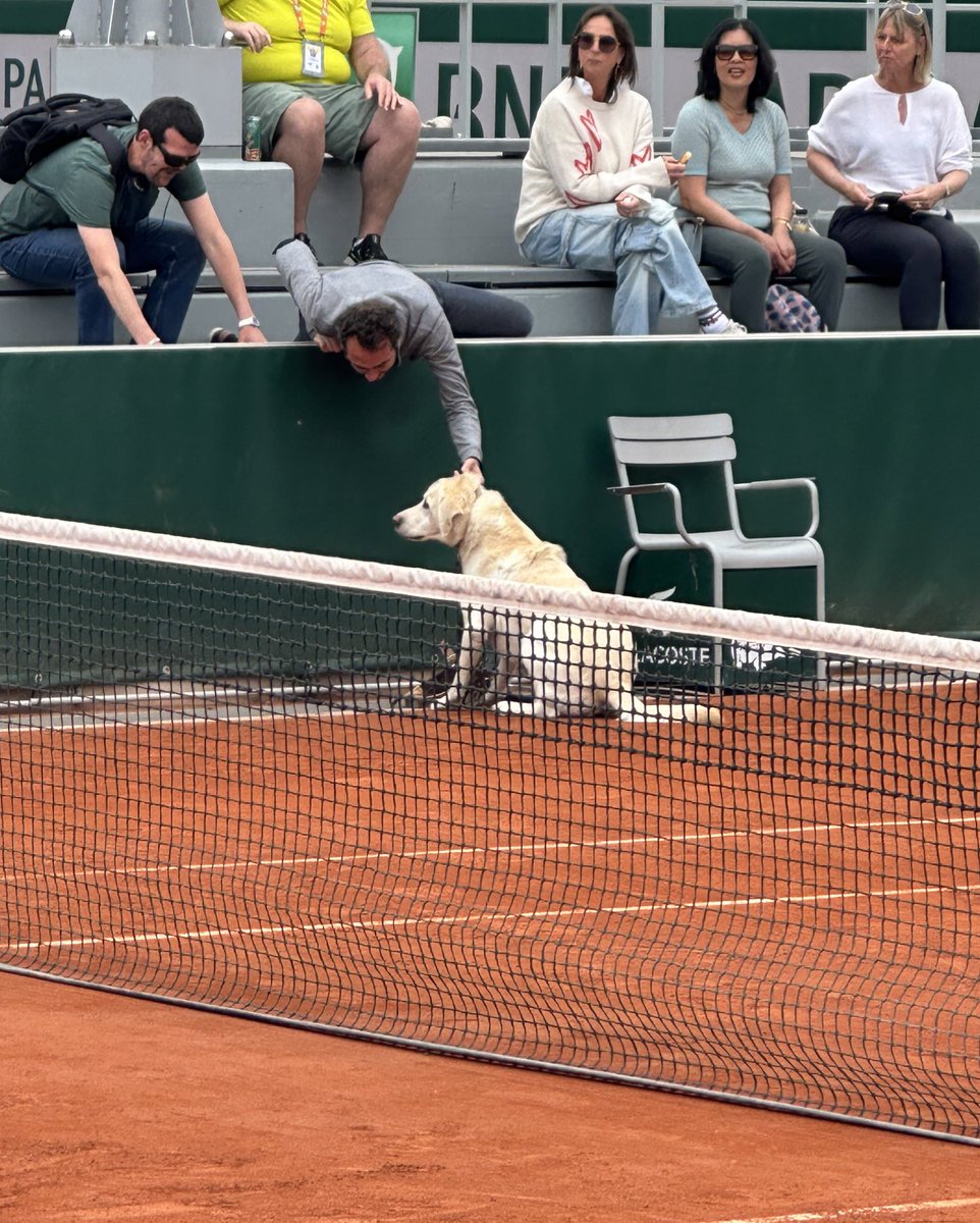 Good boy guide dog unable to resist tennis ball temptation as he leaps on court mid-point at #rolandgarros 🎾 🐶