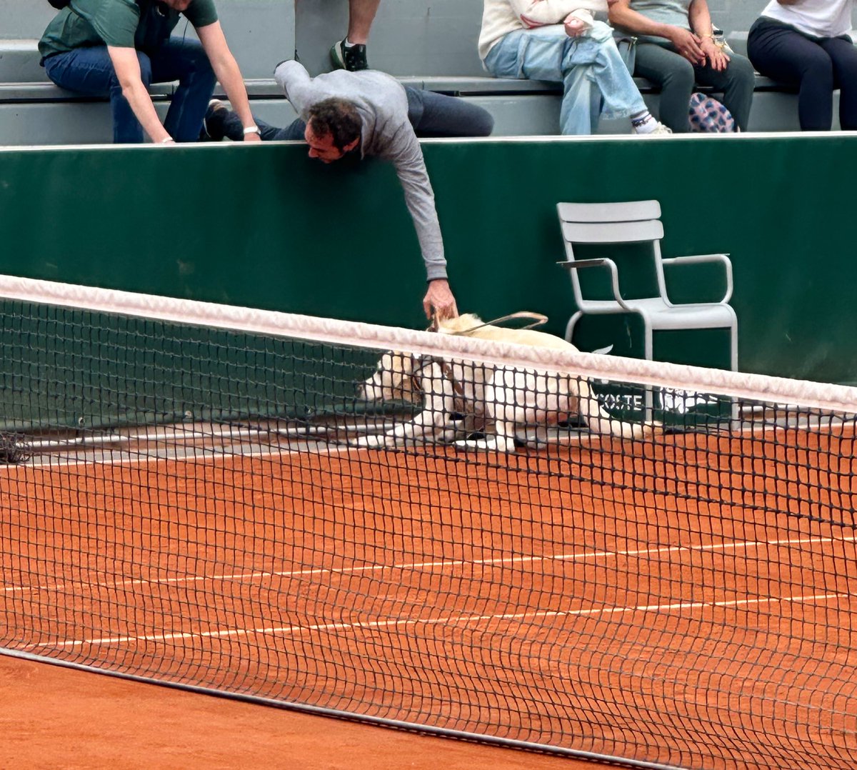 DavidGalavants's tweet photo. Good boy guide dog unable to resist tennis ball temptation as he leaps on court mid-point at #rolandgarros 🎾 🐶 https://t.co/fq6xfQLo1z