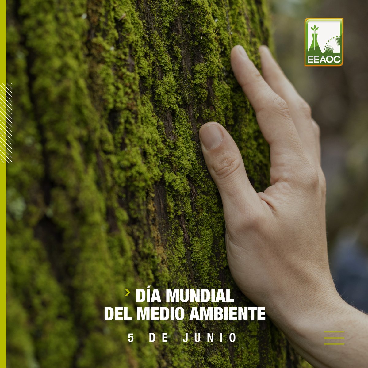🌾 Desde la EEAOC, celebramos el #DíaMundialDelMedioAmbiente con compromiso hacia una agricultura sostenible. ¡Cuidemos juntos nuestra tierra! 🌱💚 #EEAOC