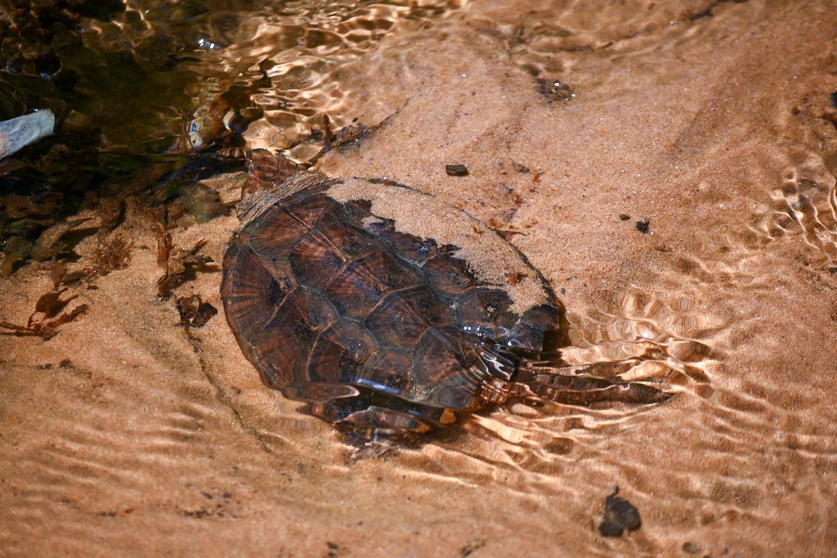 MonCountyParks's tweet photo. 𝐍𝐚𝐭𝐮𝐫𝐞 𝐖𝐚𝐭𝐜𝐡 𝐖𝐞𝐝𝐧𝐞𝐬𝐝𝐚𝐲
Find out how this Common Snapping Turtle has fun in the sun on our latest Nature Now post at https://t.co/KSY5G6oz94.
#MonmouthCountyParks #MonmouthCounty #NJnature #snappingturtles https://t.co/gFKIfYSRSD