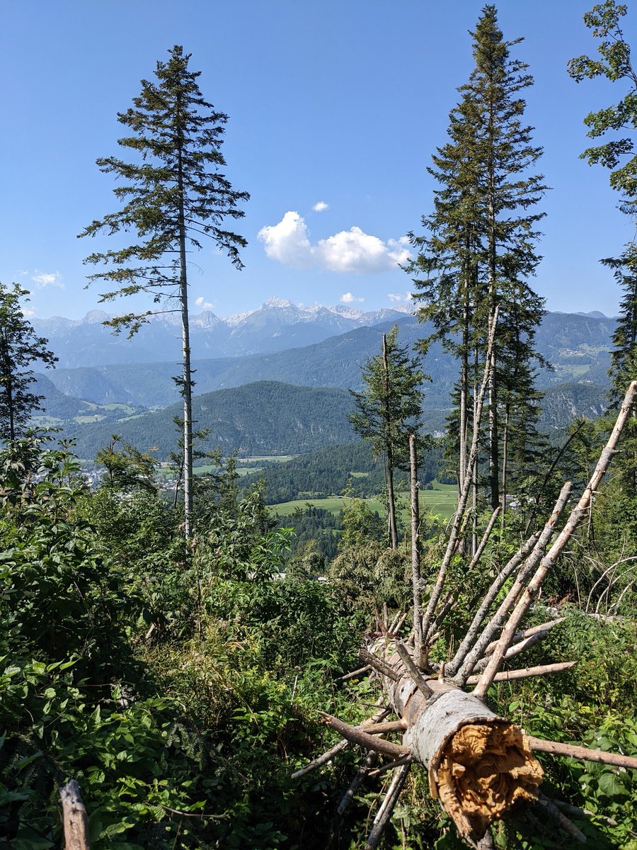 Ana Stritih tweet media