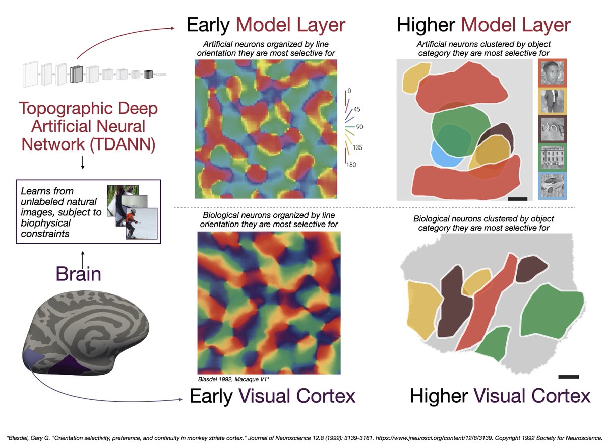 Michael F. Chiang, MD (@neidirector) on Twitter photo From <a href="/Stanford/">Stanford University</a>: a new #AI algorithm built in a way that creates a connective structure similar to the structure of the human visual cortex.
#NEIfunded <a href="/StanfordBrain/">Wu Tsai Neurosciences Institute</a> <a href="/eshedmargalit/">Eshed Margalit</a> <a href="/JamesJDiCarlo/">James DiCarlo</a> <a href="/kalatwt/">kalatwit</a> <a href="/dyamins/">Daniel Yamins</a>
@NeuronCellPress paper: bit.ly/3V2LPvH From <a href="/Stanford/">Stanford University</a>: a new #AI algorithm built in a way that creates a connective structure similar to the structure of the human visual cortex.
#NEIfunded <a href="/StanfordBrain/">Wu Tsai Neurosciences Institute</a> <a href="/eshedmargalit/">Eshed Margalit</a> <a href="/JamesJDiCarlo/">James DiCarlo</a> <a href="/kalatwt/">kalatwit</a> <a href="/dyamins/">Daniel Yamins</a>
@NeuronCellPress paper: bit.ly/3V2LPvH