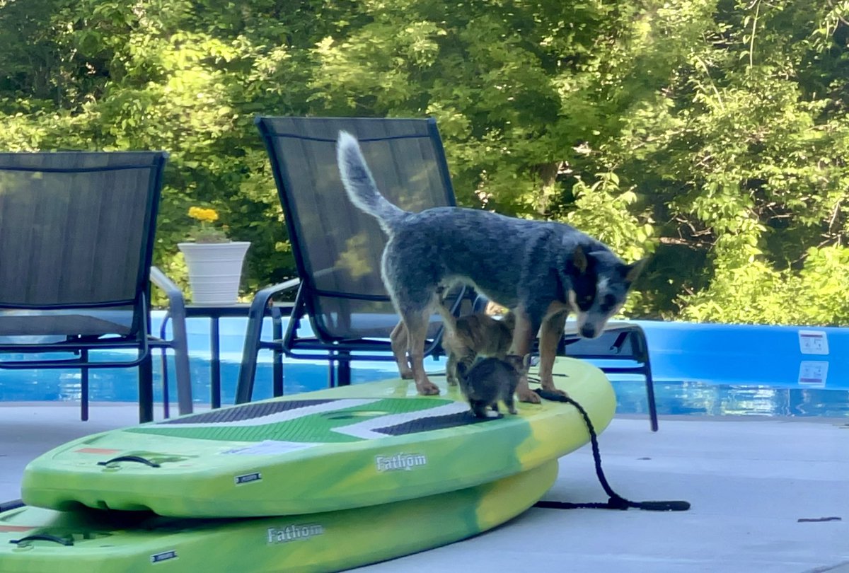 Dixie giving paddle boarding lessons to some of the kittens 😆