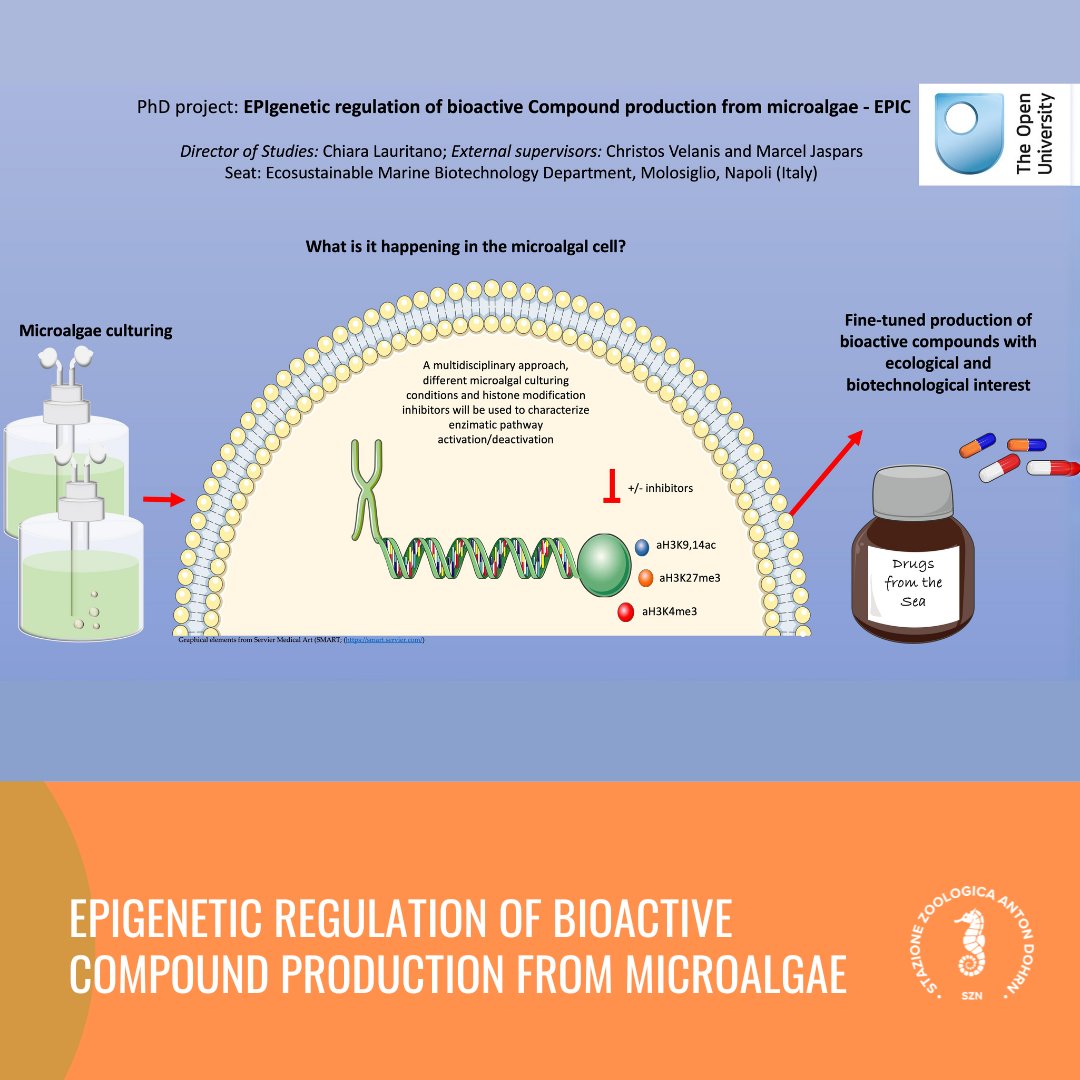 Stazione Zoologica Anton Dohrn (@szndohrn) on Twitter photo 🔬Epigenetic Regulation of Bioactive Compound Production from Microalgae - EPIC 📚 Director: Chiara Lauritano 🌐 Supervisors: Christos Velanis & Marcel Jaspars 📧 Contact: chiara.lauritano@szn.it
🌊 Study epigenetic mechanisms in microalgae for ecological & health applications! 🔬Epigenetic Regulation of Bioactive Compound Production from Microalgae - EPIC 📚 Director: Chiara Lauritano 🌐 Supervisors: Christos Velanis & Marcel Jaspars 📧 Contact: chiara.lauritano@szn.it
🌊 Study epigenetic mechanisms in microalgae for ecological & health applications!
