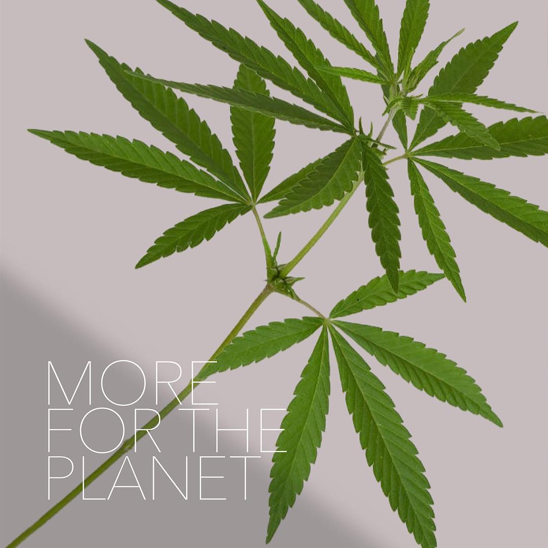 hyphendesign's tweet photo. We are very fortunate to have been working with #brands that have #sustainability in their DNA and everyday!

@RaasHotels @bluecatpaper @letsgoless 
#WorldEnvironmentDay‌ https://t.co/cSVWVeOoUq