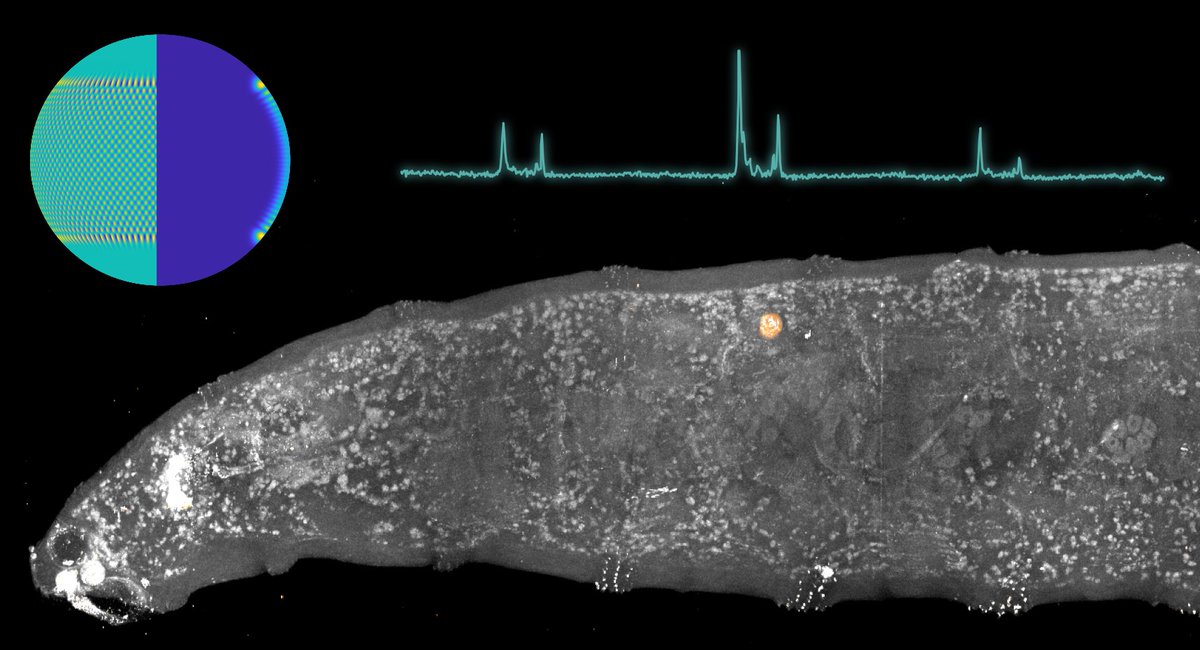 ChemUniCologne's tweet photo. Using #droplet #microlasers to measure biological #forces! New publication from @SchubertLab and @TheGatherLab in collaboration with @PhysAstroStAnd. @LightSciAppl Congratulations! Free full-text access: https://t.co/saTASso4RE https://t.co/JV3FauOMjD