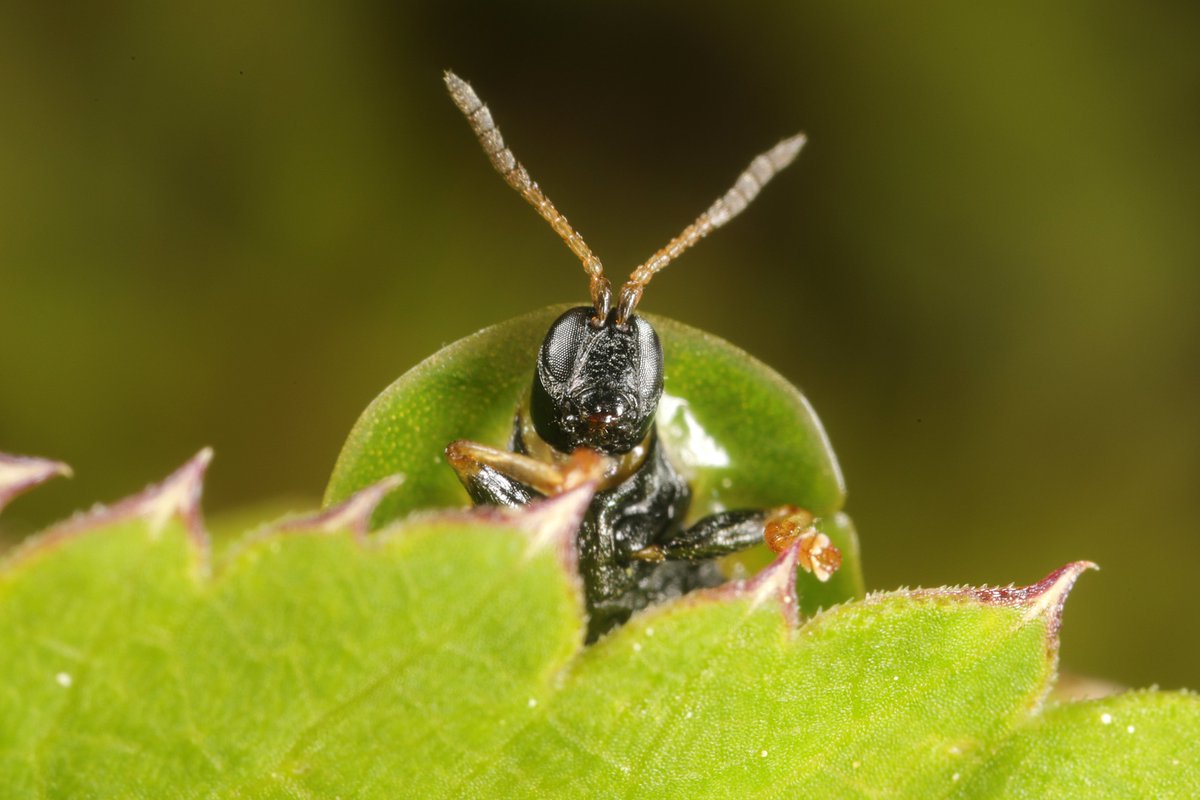 Natur_in_NRW's tweet photo. Wenn man einen #Schildkäfer (#Cassida) sieht, ist man neugierig wie bei einem Schotten mit Schottenrock. Man will wissen, wie es darunter aussieht :-). Hier sieht es gut aus😀
#artenvielfalt #insekten #beetles #beetle #Blattkäfer #Chrysomelidae #Coleoptera #insects #Käfer #nature https://t.co/zgCOj6ecXq