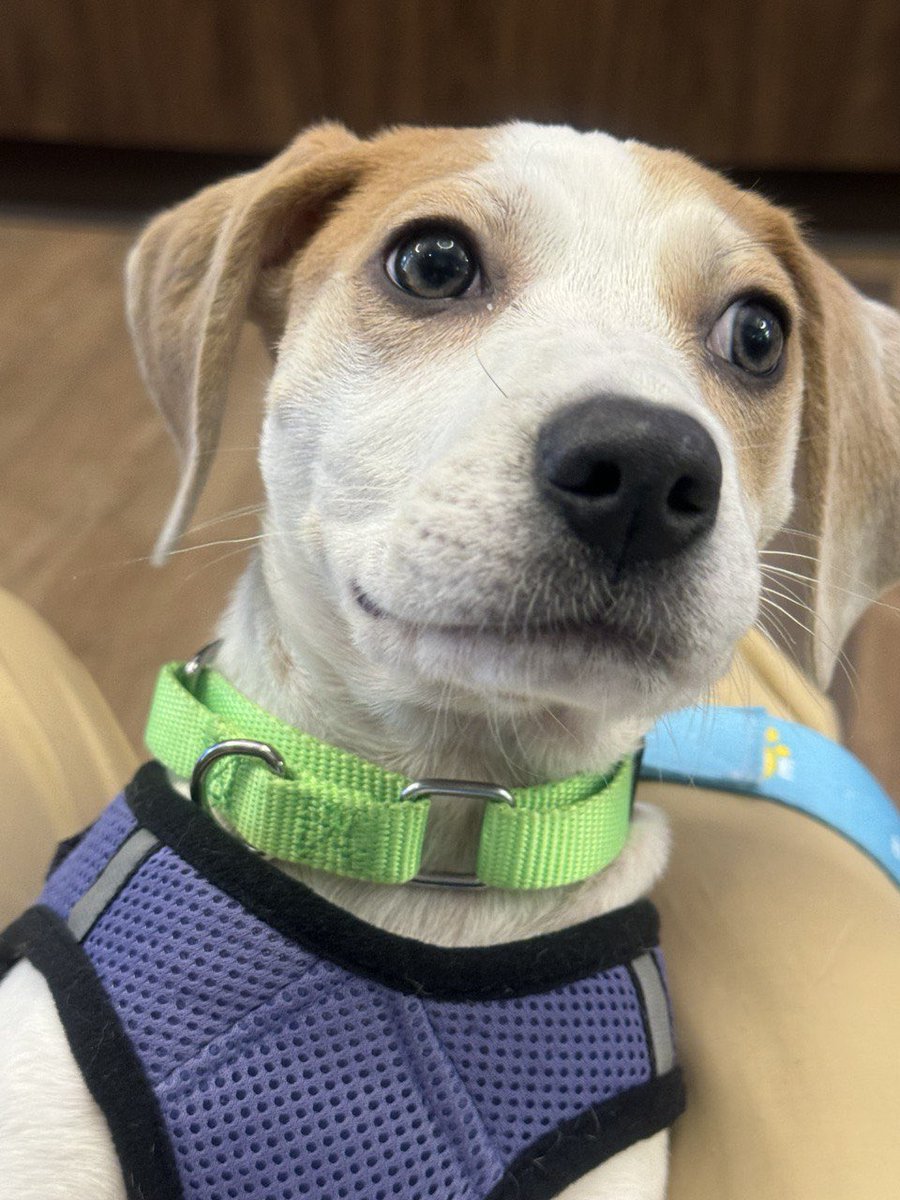 Bideawee's tweet photo. Please RT! So many adorable puppies at our Chelsea location looking for loving forever homes! ❤️ And yes, there are FOUR of those shepherd/husky-looking mixes, all adorable! https://t.co/YbM3JWdKfq